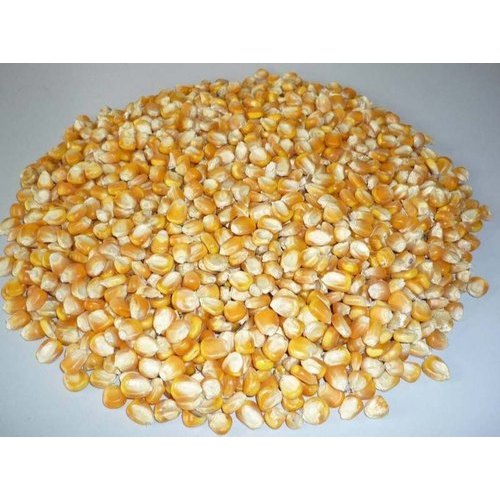 25kg yellow Maize 